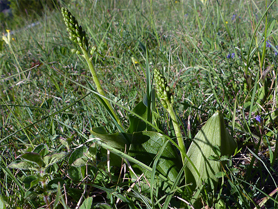 Two flower stalks