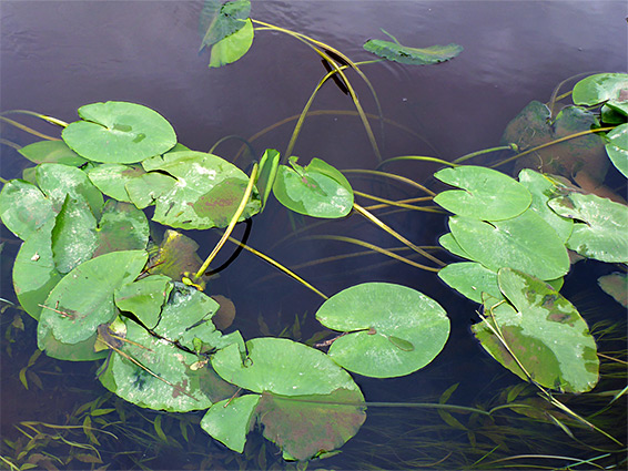 Floating leaves