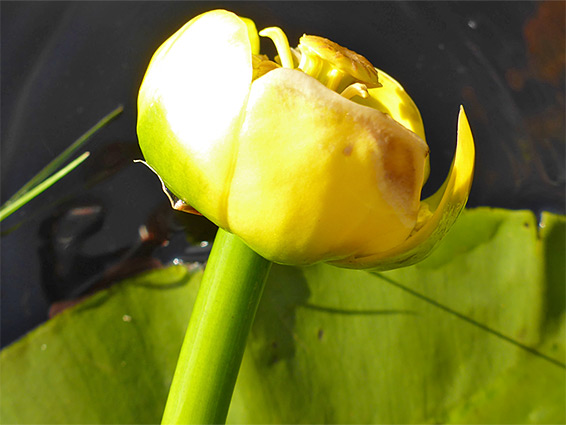 Cup-shaped flower