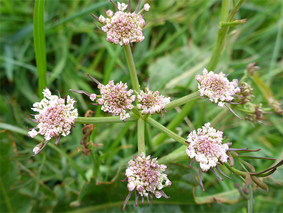 Pinkish flowers