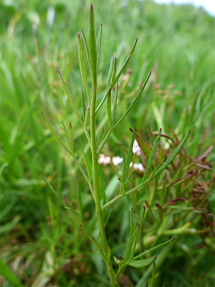 Red-tipped leaflets