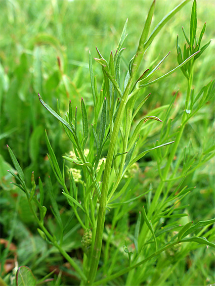 Narrow leaves