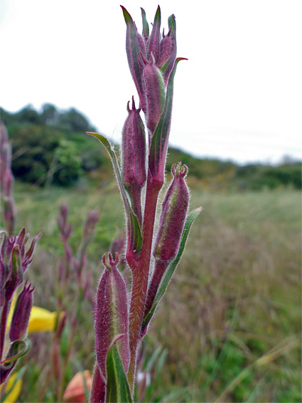 Hairy stem