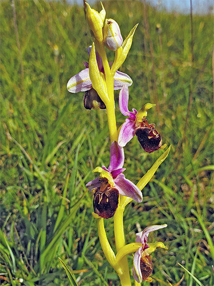 Elongated inflorescence