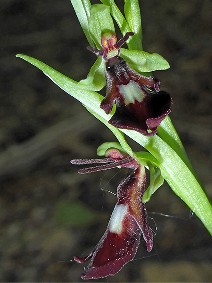 Pair of flowers