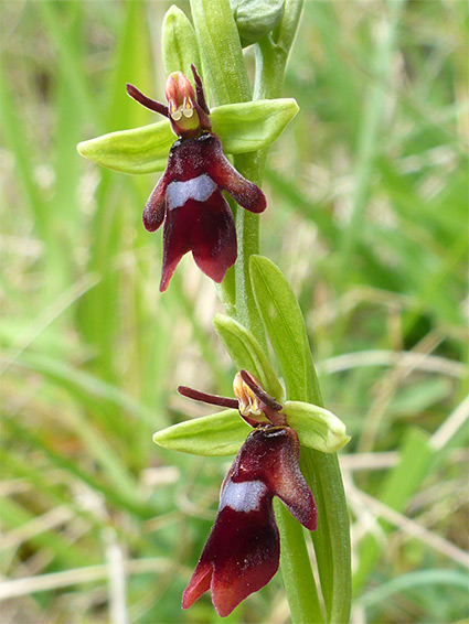 Two red flowers