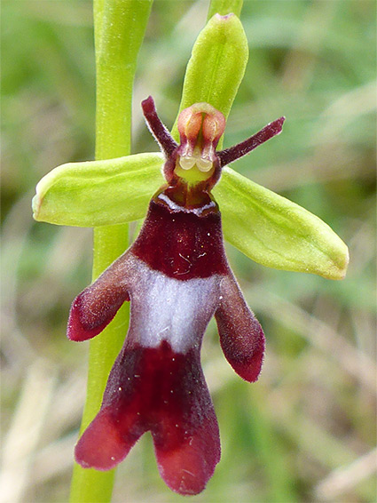 Red and silver flower