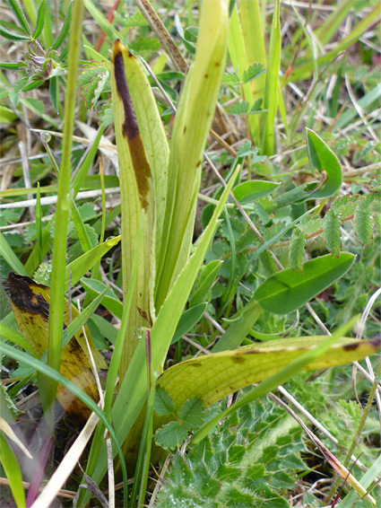 Leaves