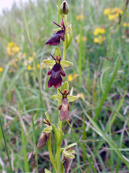 Flowering stem