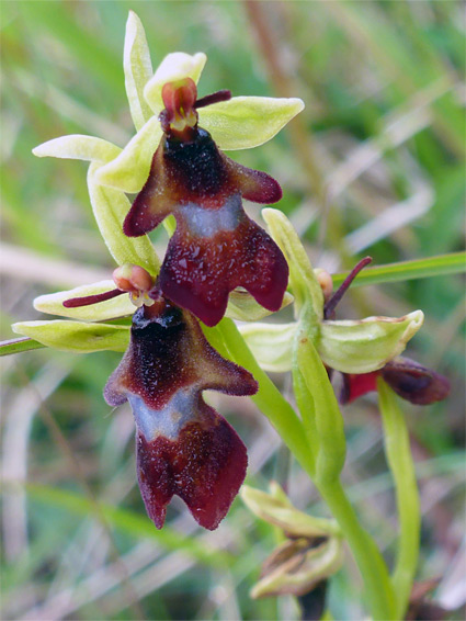 Red-brown flowers