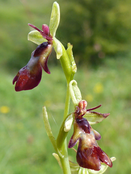 Pair of flowers