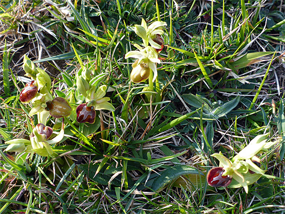 Group of plants