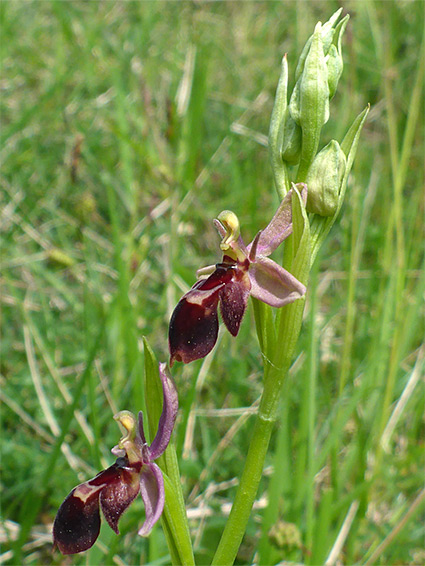 Flowering stem