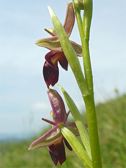 Stem and stalks