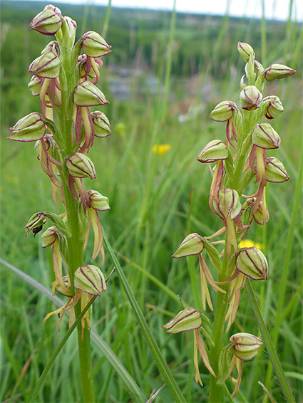 Flowers and buds