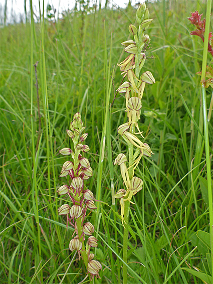 Reddish and yellowish flowers