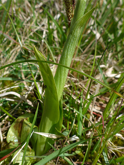 Basal leaf