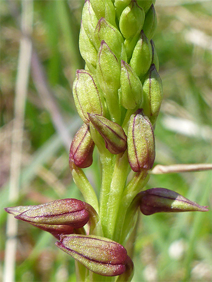 Developing flowers