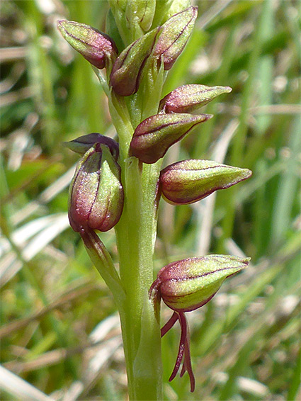 Hairless inflorescence