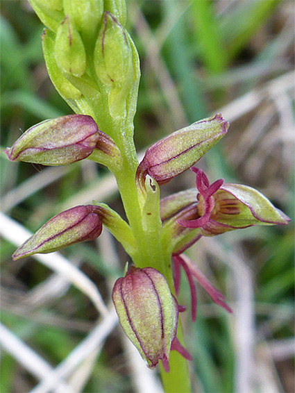 Hooded flowers