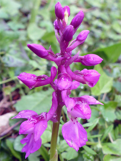 Developing flowers