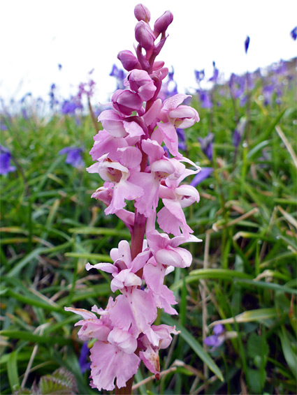 Pale pink flowers