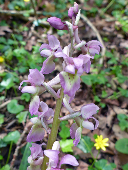 Dull pink flowers