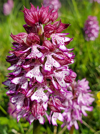 White-pink flowers