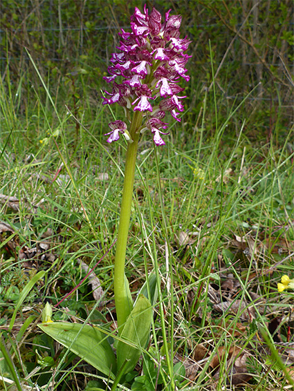 Flowering stem