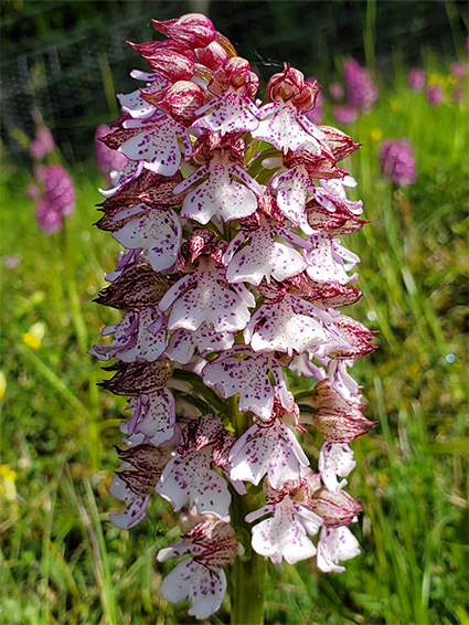 Inflorescence