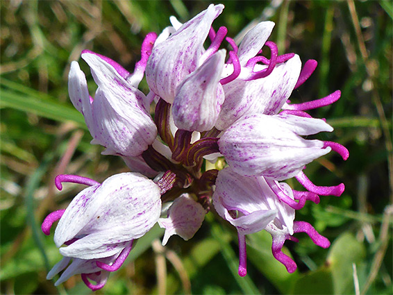 Whitish-pink hoods