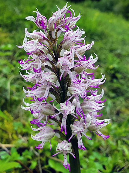 Elongated inflorescence