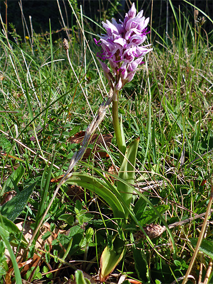 Plant in situ