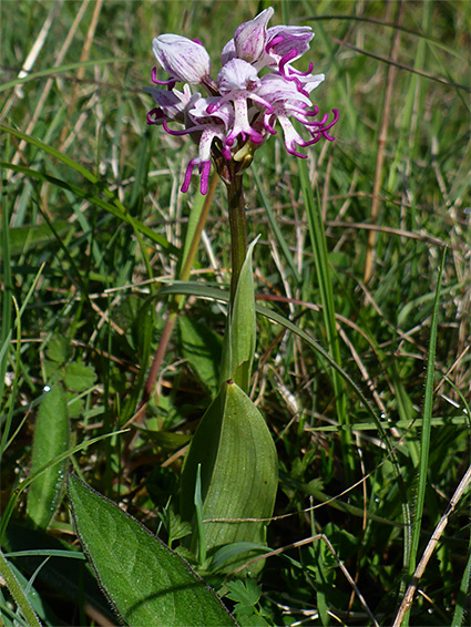 Flowers, stem and leaves