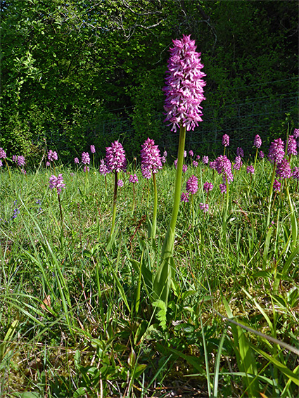 Many flowering stems