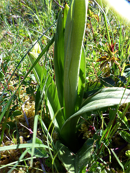 Basal leaves