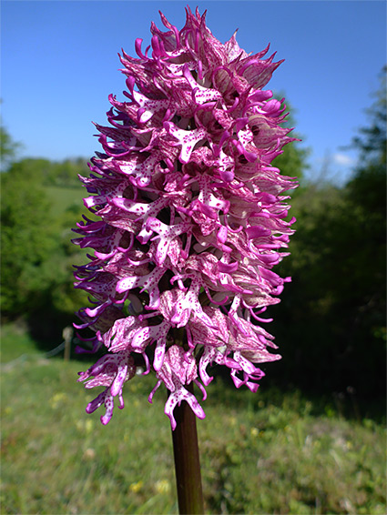 Dense flower cluster