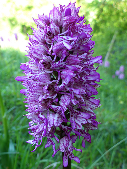 Many flowers