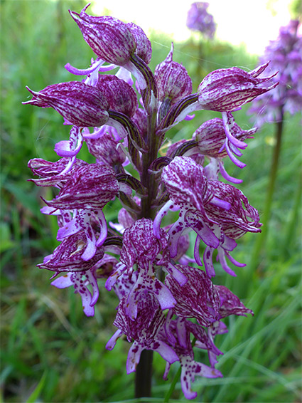 Purple hoods