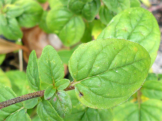 Strongly-veined leaves