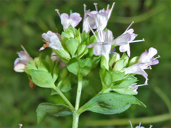 Whitish inflorescence