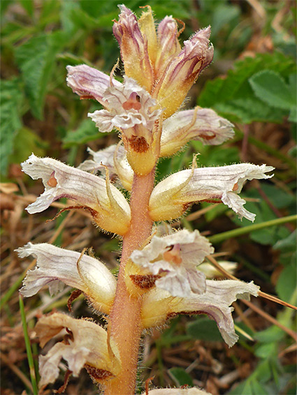 Yellowish inflorescence