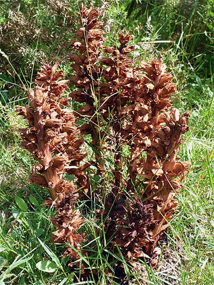 Withered stems