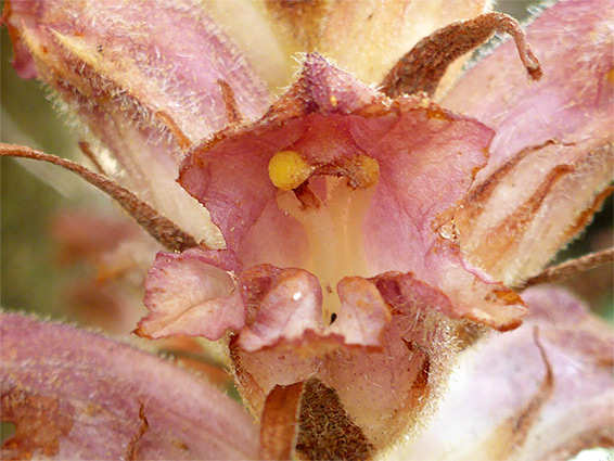 Yellow stigma lobes