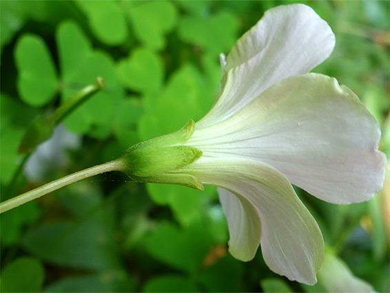 Sepals and petals