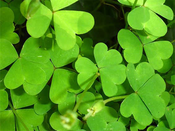 Hairless leaves