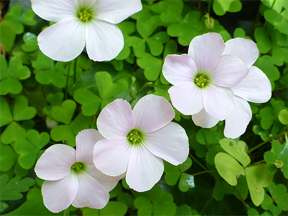 Flowers and leaves