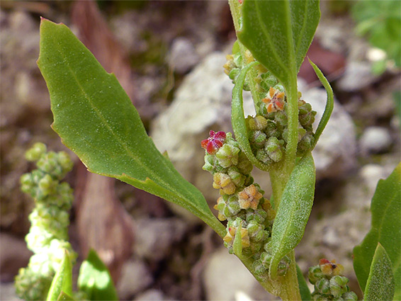 Leaves and flowers