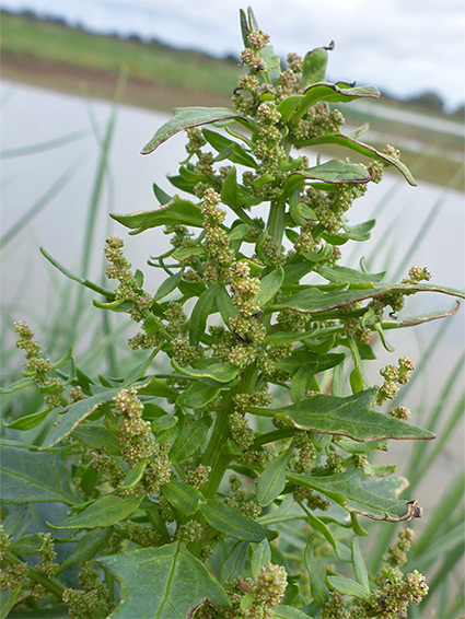 Branched inflorescence