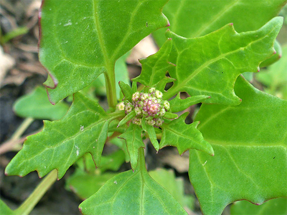 Upper stem leaves